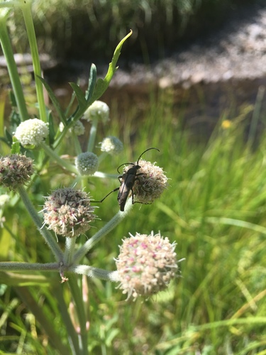 iNaturalist observation photo of Lepturini