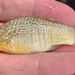 Ocellated Killifish - Photo (c) Christopher Martin, all rights reserved, uploaded by Christopher Martin