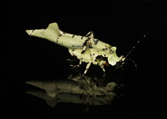 Image of Lichenomorphus fuscifrons
