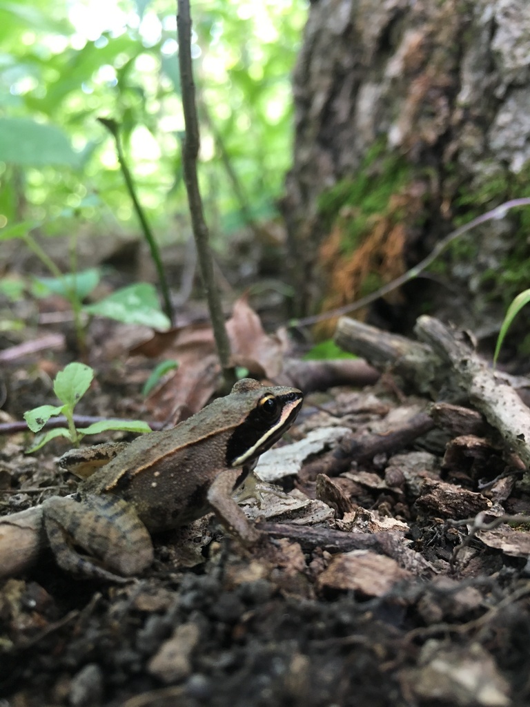 Wood Frog from Indiana Dunes National Park, Dune Acres, IN, US on July ...