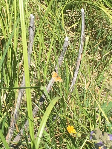 iNaturalist observation photo of Checkerspots