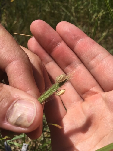 iNaturalist observation photo of Pentatomomorph Bugs