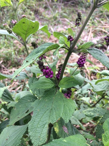 Ternate Lantana