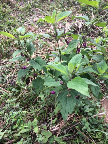Ternate Lantana