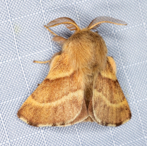 iNaturalist observation photo of Western Tent Caterpillar Moth