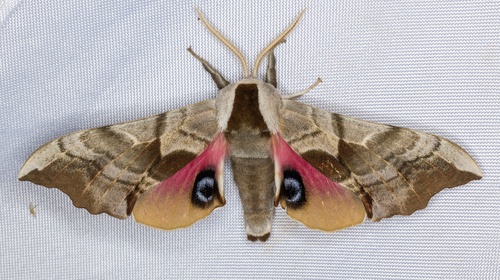 iNaturalist observation photo of Western Eyed Sphinx