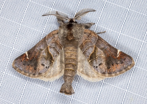 iNaturalist observation photo of Clostera apicalis