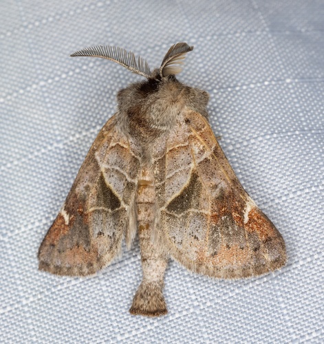 iNaturalist observation photo of Clostera apicalis