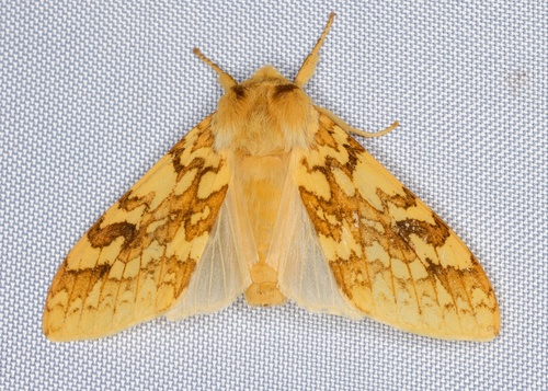 iNaturalist observation photo of Spotted Tussock Moth