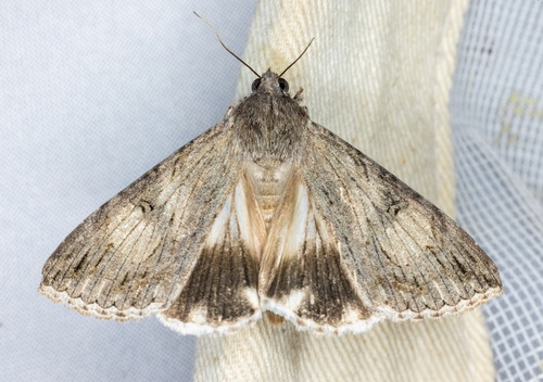 iNaturalist observation photo of Merry Graphic Moth