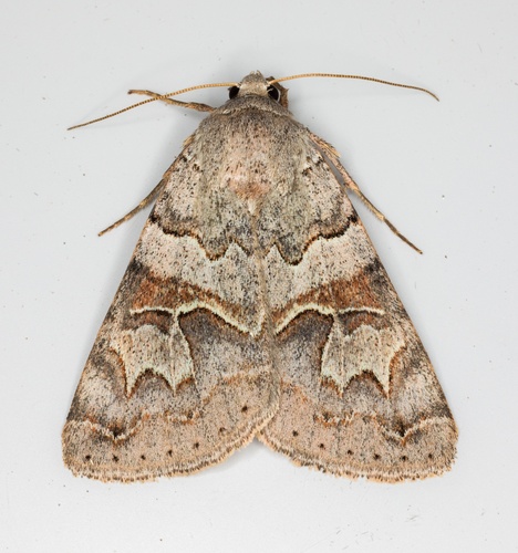 iNaturalist observation photo of Drasteria scrupulosa