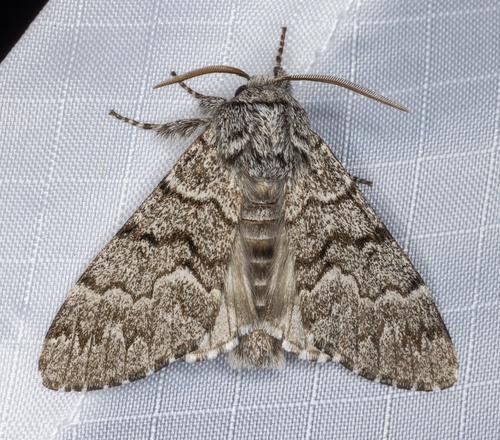 iNaturalist observation photo of Western Panthea Moth