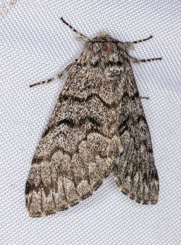 iNaturalist observation photo of Western Panthea Moth