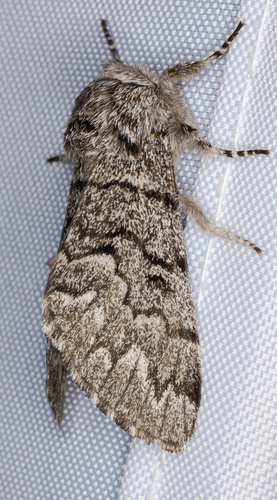 iNaturalist observation photo of Western Panthea Moth