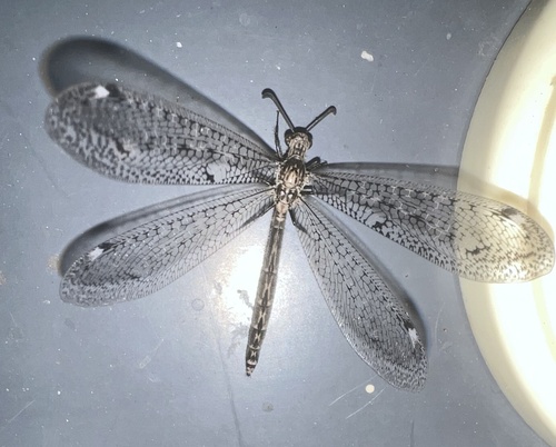 Scotoleon nigrescens