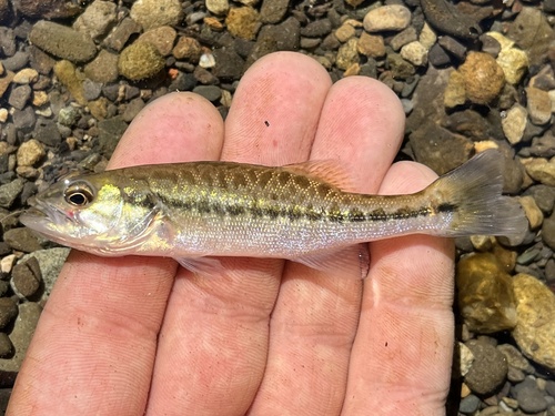 Alabama Bass