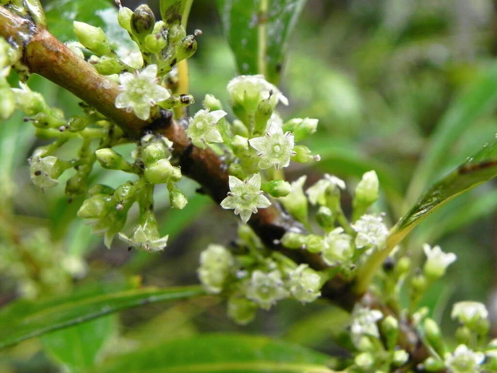 Geniostoma densiflorum (Geniostoma densiflorum)