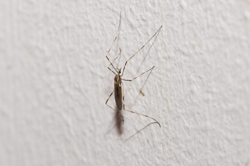 Molophilus albiceps