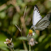 Striped Albatross - Photo (c) Sakkarin Sansuk, all rights reserved, uploaded by Sakkarin Sansuk