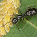 Camponotus piceus - Photo (c) gernotkunz, όλα τα δικαιώματα διατηρούνται, uploaded by gernotkunz