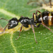 Camponotus piceus - Photo (c) gernotkunz, kaikki oikeudet pidätetään, lähettänyt gernotkunz