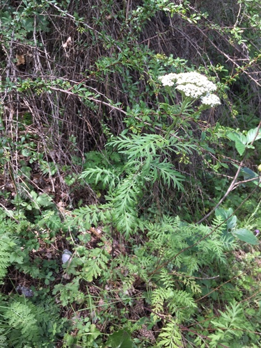 Achillea grandifolia