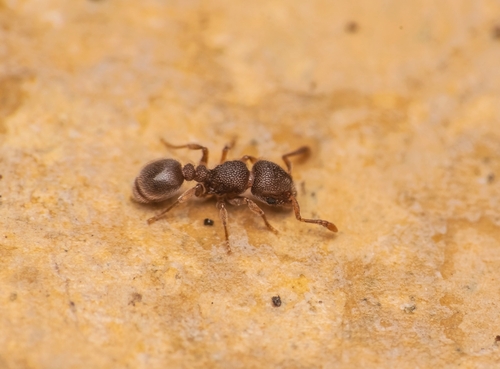沃氏铺道蚁Tetramorium walshi