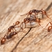 Ceylonicus-group Raider Ants - Photo (c) awayk3n, all rights reserved, uploaded by awayk3n