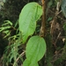 Passiflora mollis - Photo (c) Sebastian Vieira-Uribe, all rights reserved, uploaded by Sebastian Vieira-Uribe