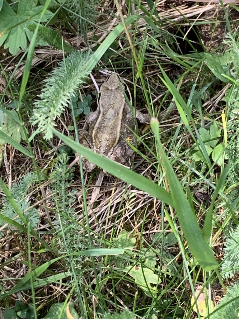 European Common Frog from Parc national du Mercantour, Péone, Provence ...