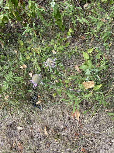 iNaturalist observation 2022-07-28