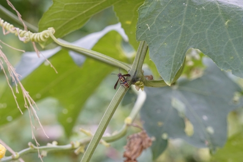 Polistes snelleni