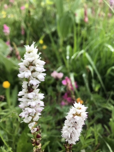 alpine bistort