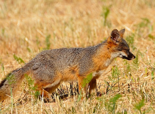 Island Fox