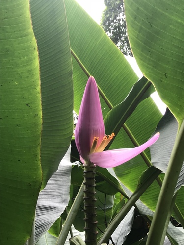 Musa ornata image
