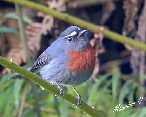 Maroon-belted Chat-Tyrant