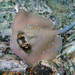 Australian Bluespotted Maskray - Photo (c) perca31, all rights reserved