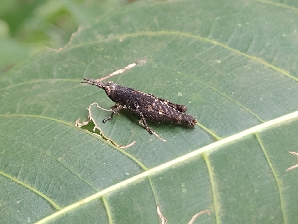 vilerna-rugulosa-from-colinas-da-anhanguera-santana-de-parna-ba-sp