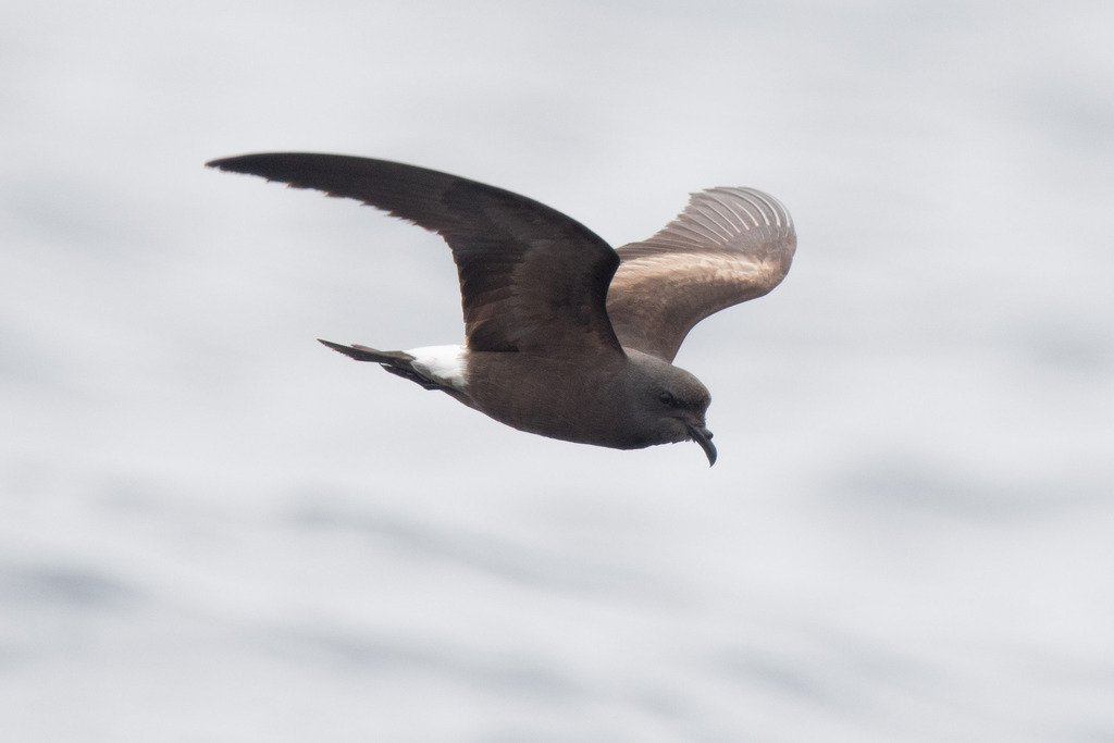 Townsend's Storm-Petrel photo