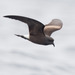 Northern Storm-Petrels - Photo (c) ramonamom, all rights reserved