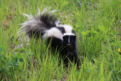 Canada Striped Skunk (Subspecies Mephitis mephitis mephitis) · iNaturalist