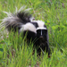 Canada Striped Skunk - Photo (c) Guy Stevens, all rights reserved, uploaded by Guy Stevens
