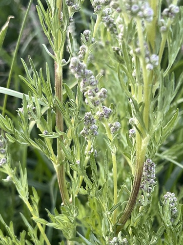 Mongoolse alsem (Artemisia mongolica)