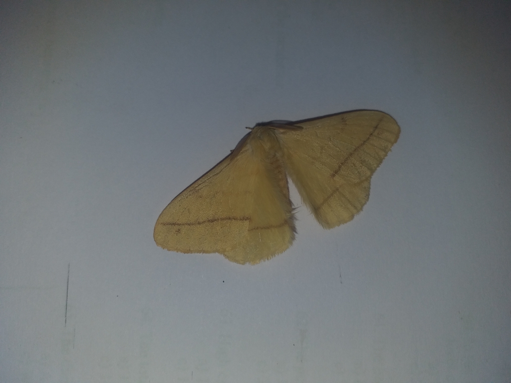 Eupterote from Veterinary College and Research Institute, Namakkal on