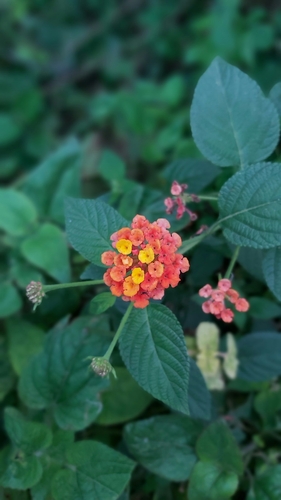 common lantana
