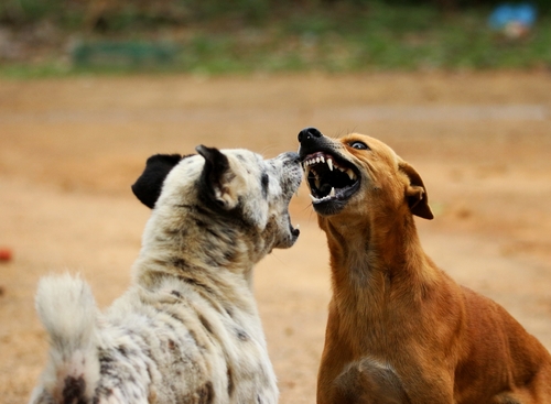 Canis familiaris (viejo pastor inglés) - 13044 - Biodiversidad Virtual /  Mamíferos