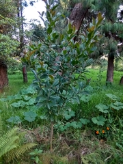 Ficus andicola image