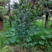 Ficus andicola - Photo (c) Homo salitrensis, todos os direitos reservados, uploaded by Homo salitrensis