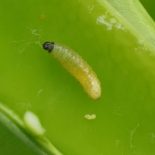 Pea Moth