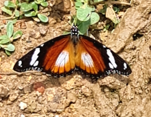 Danaid Eggfly